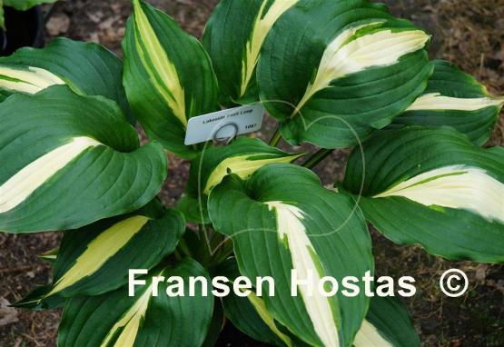 Hosta Lakeside Fruit Loops